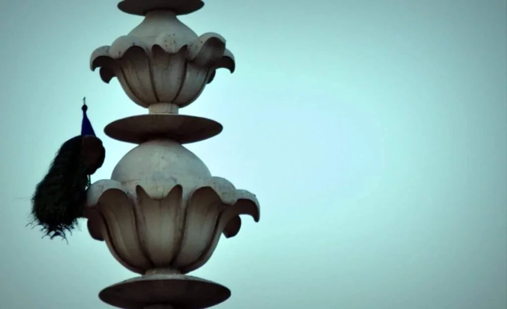 12842413_1046568662051567_883972632_o